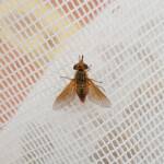 Neosardus sp (Bee Flies family Bombyliidae), Alice Springs NT