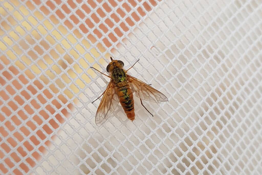 Neosardus sp (Bee Flies family Bombyliidae), Alice Springs NT
