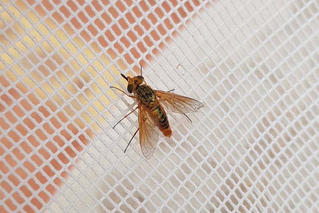 Neosardus sp (Bee Flies family Bombyliidae), Alice Springs NT