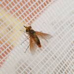 Neosardus sp (Bee Flies family Bombyliidae), Alice Springs NT