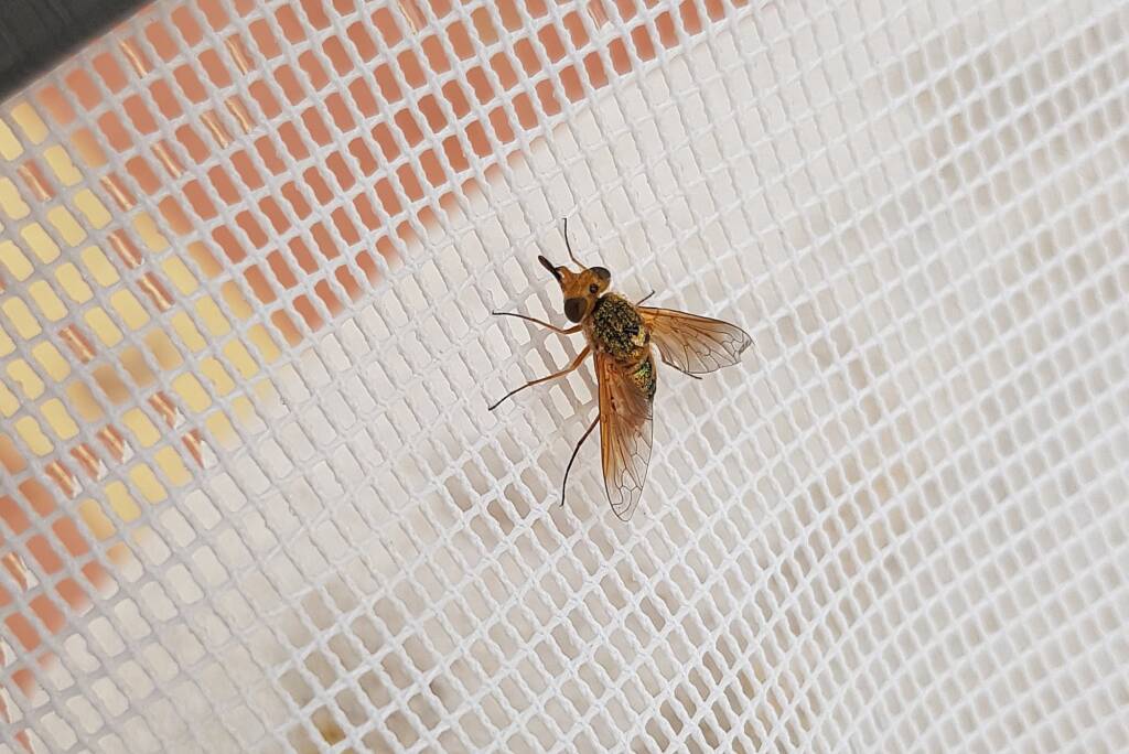 Neosardus sp (Bee Flies family Bombyliidae), Alice Springs NT