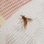 Neosardus sp (Bee Flies family Bombyliidae), Alice Springs NT