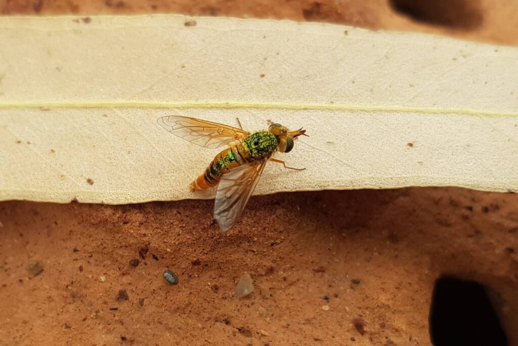 Neosardus sp (Bee Flies family Bombyliidae), Alice Springs NT