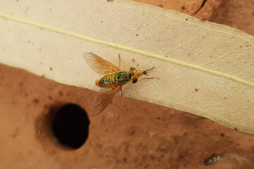 Neosardus sp (Bee Flies family Bombyliidae), Alice Springs NT