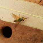 Neosardus sp (Bee Flies family Bombyliidae), Alice Springs NT
