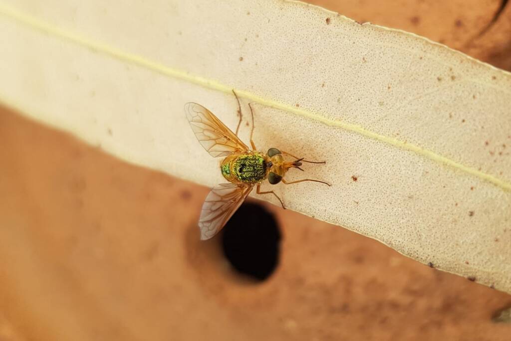 Neosardus sp (Bee Flies family Bombyliidae), Alice Springs NT