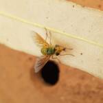 Neosardus sp (Bee Flies family Bombyliidae), Alice Springs NT