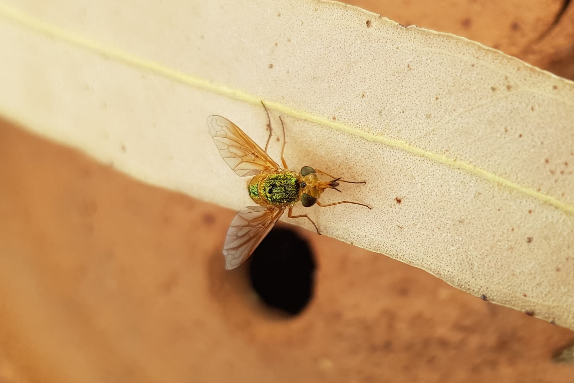 Neosardus sp (Bee Flies family Bombyliidae), Alice Springs NT