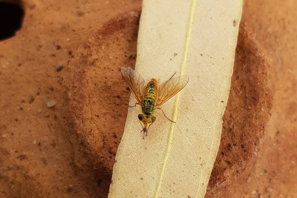 Neosardus sp (Bee Flies family Bombyliidae), Alice Springs NT