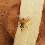 Neosardus sp (Bee Flies family Bombyliidae), Alice Springs NT