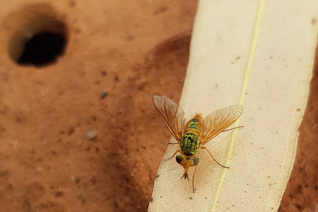 Neosardus sp (Bee Flies family Bombyliidae), Alice Springs NT