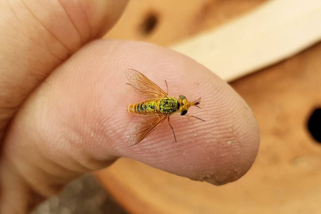 Neosardus sp (Bee Flies family Bombyliidae), Alice Springs NT