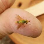 Neosardus sp (Bee Flies family Bombyliidae), Alice Springs NT