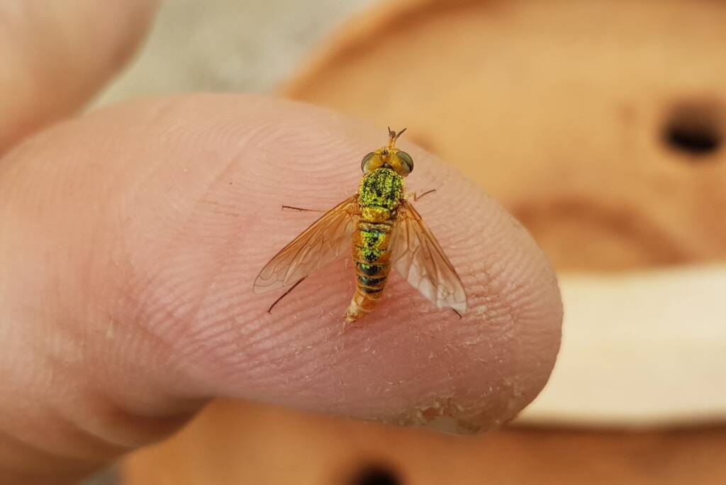 Neosardus sp (Bee Flies family Bombyliidae), Alice Springs NT