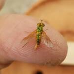 Neosardus sp (Bee Flies family Bombyliidae), Alice Springs NT