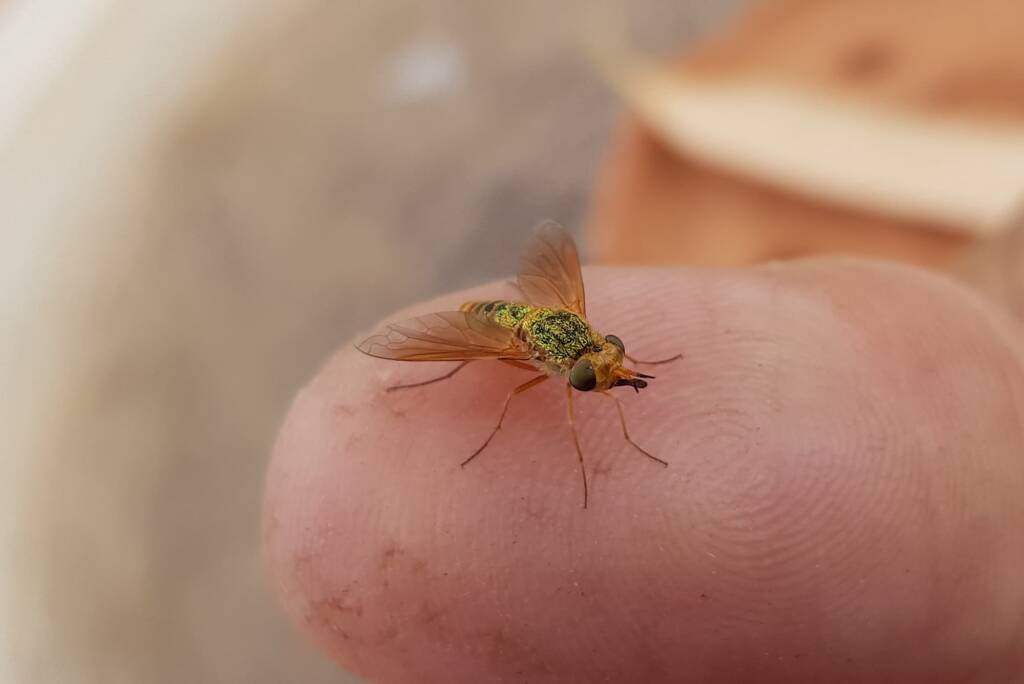 Neosardus sp (Bee Flies family Bombyliidae), Alice Springs NT