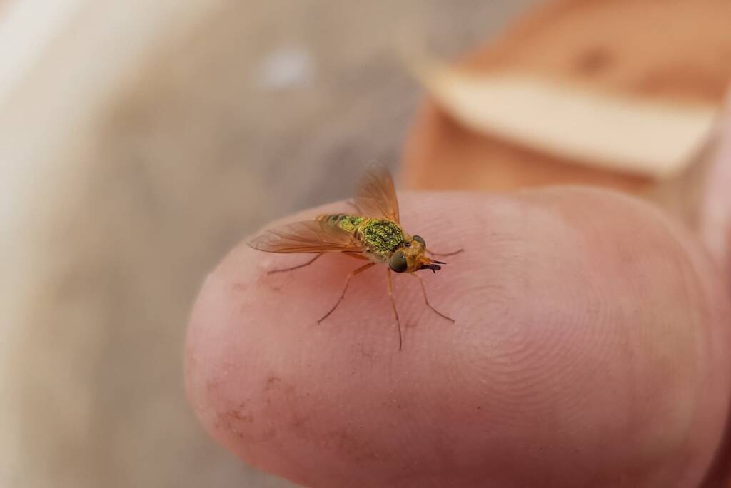 Neosardus sp (Bee Flies family Bombyliidae), Alice Springs NT