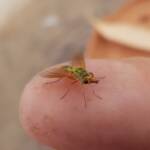 Neosardus sp (Bee Flies family Bombyliidae), Alice Springs NT