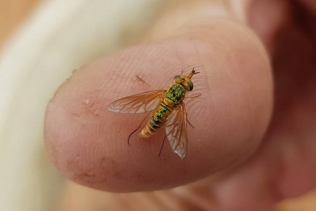 Neosardus sp (Bee Flies family Bombyliidae), Alice Springs NT