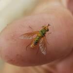 Neosardus sp (Bee Flies family Bombyliidae), Alice Springs NT