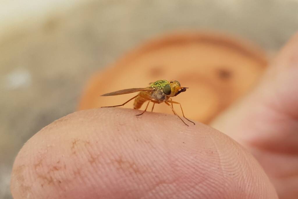 Neosardus sp (Bee Flies family Bombyliidae), Alice Springs NT