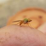 Neosardus sp (Bee Flies family Bombyliidae), Alice Springs NT