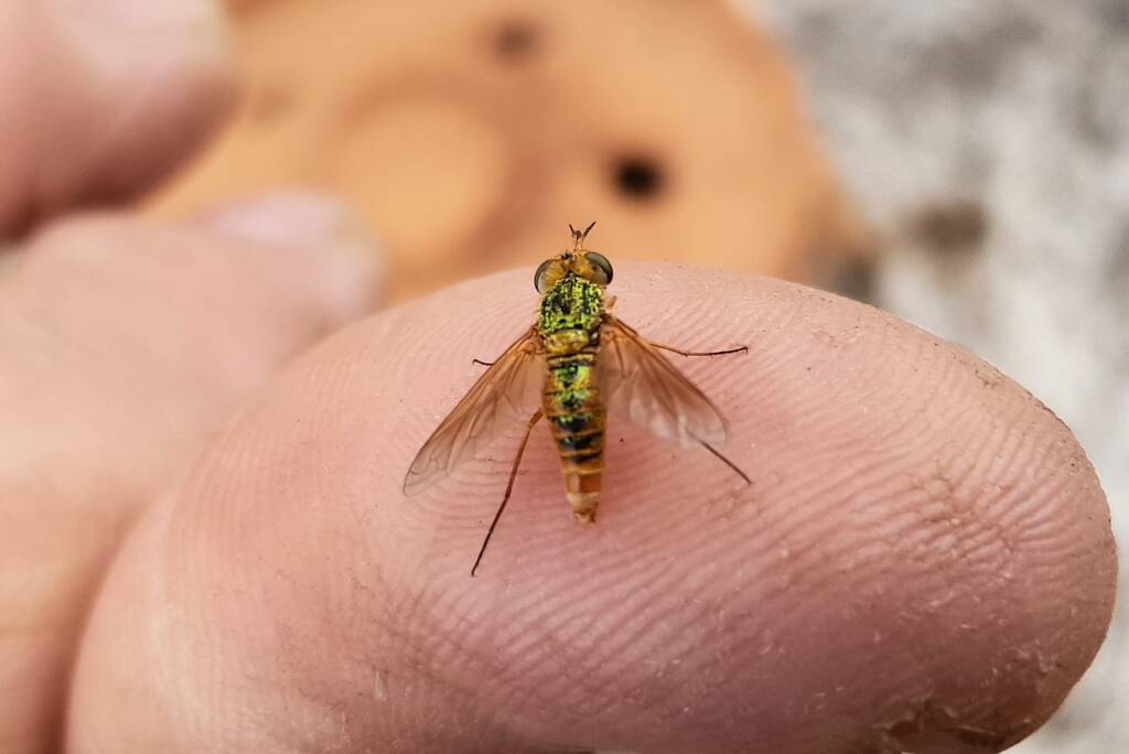 Neosardus sp (Bee Flies family Bombyliidae), Alice Springs NT