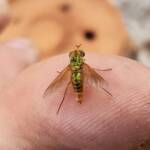 Neosardus sp (Bee Flies family Bombyliidae), Alice Springs NT