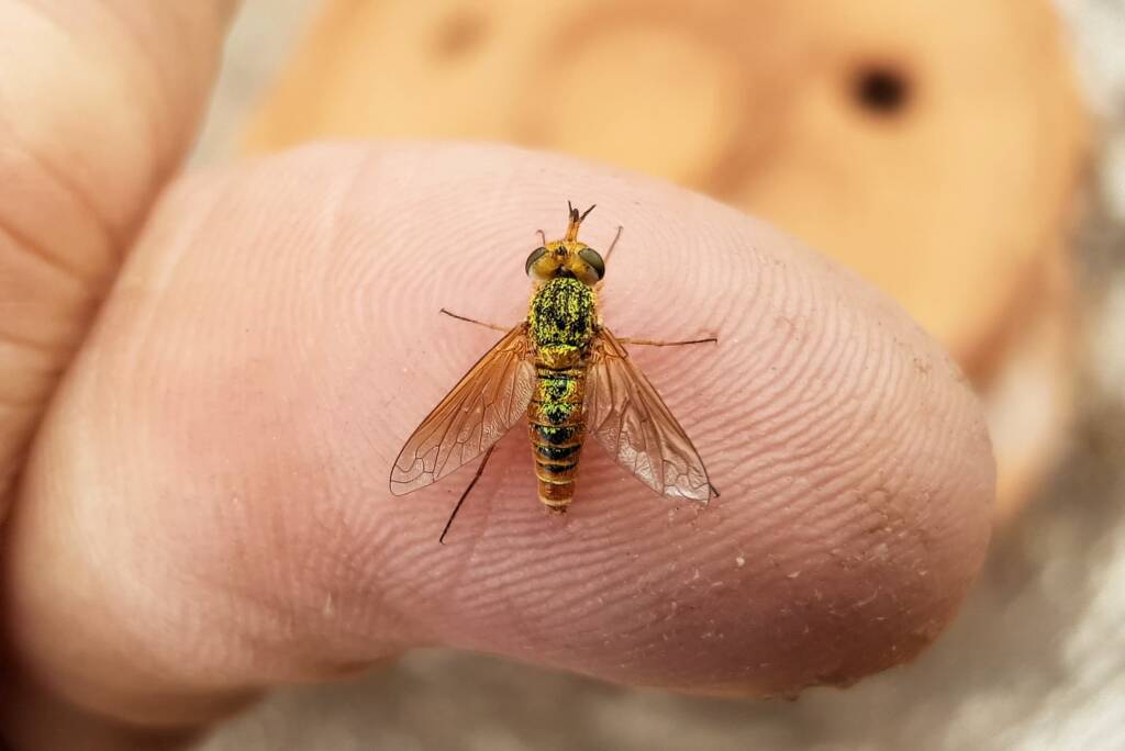 Neosardus sp (Bee Flies family Bombyliidae), Alice Springs NT