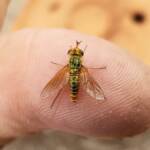Neosardus sp (Bee Flies family Bombyliidae), Alice Springs NT
