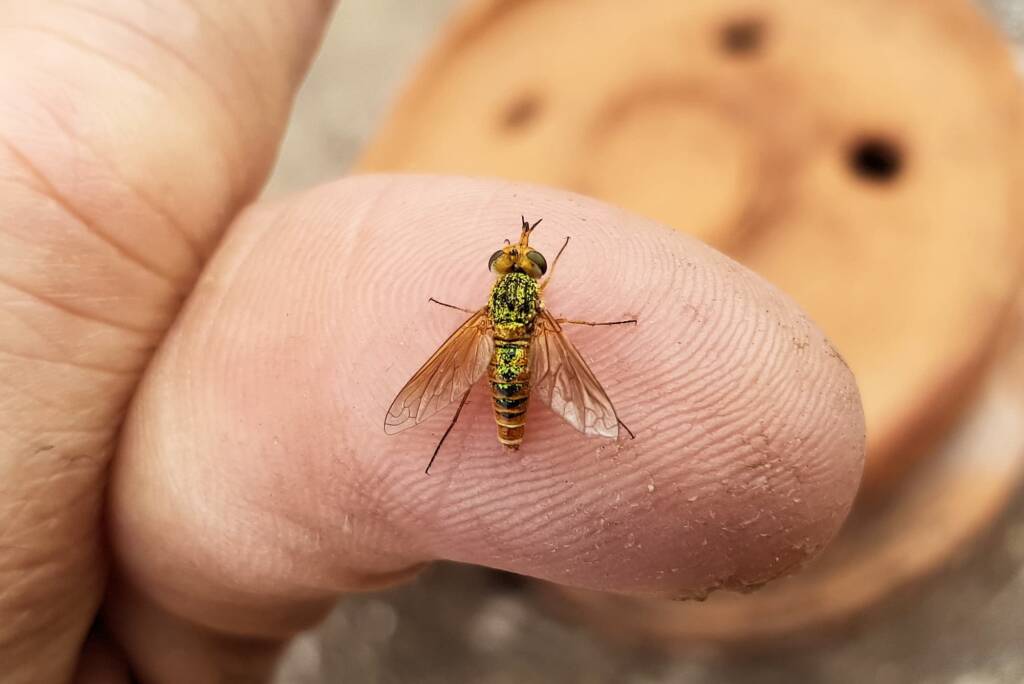 Neosardus sp (Bee Flies family Bombyliidae), Alice Springs NT
