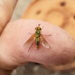Neosardus sp (Bee Flies family Bombyliidae), Alice Springs NT