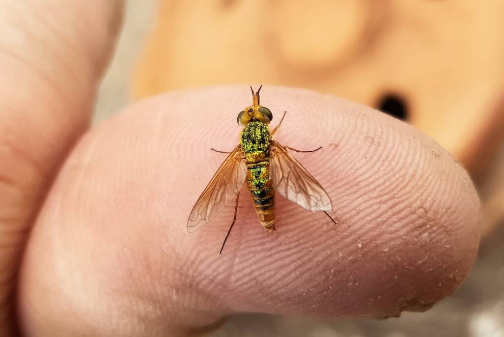 Neosardus sp (Bee Flies family Bombyliidae), Alice Springs NT