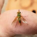 Neosardus sp (Bee Flies family Bombyliidae), Alice Springs NT
