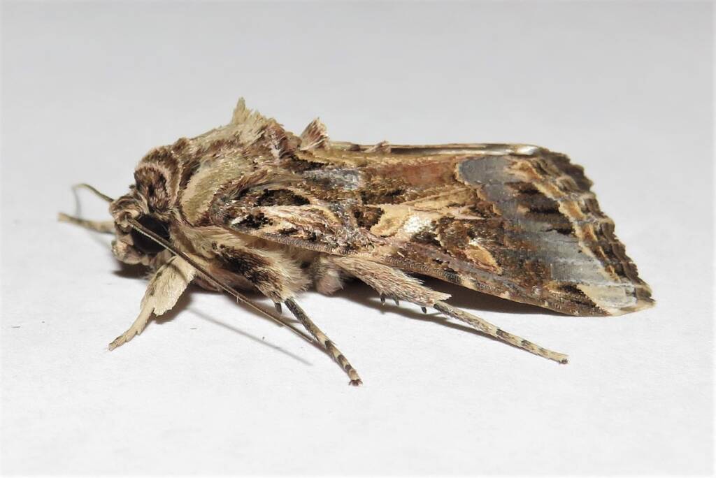 Oriental Leafworm Moth (Spodoptera litura), Wallaga Lake NSW © Deb Taylor