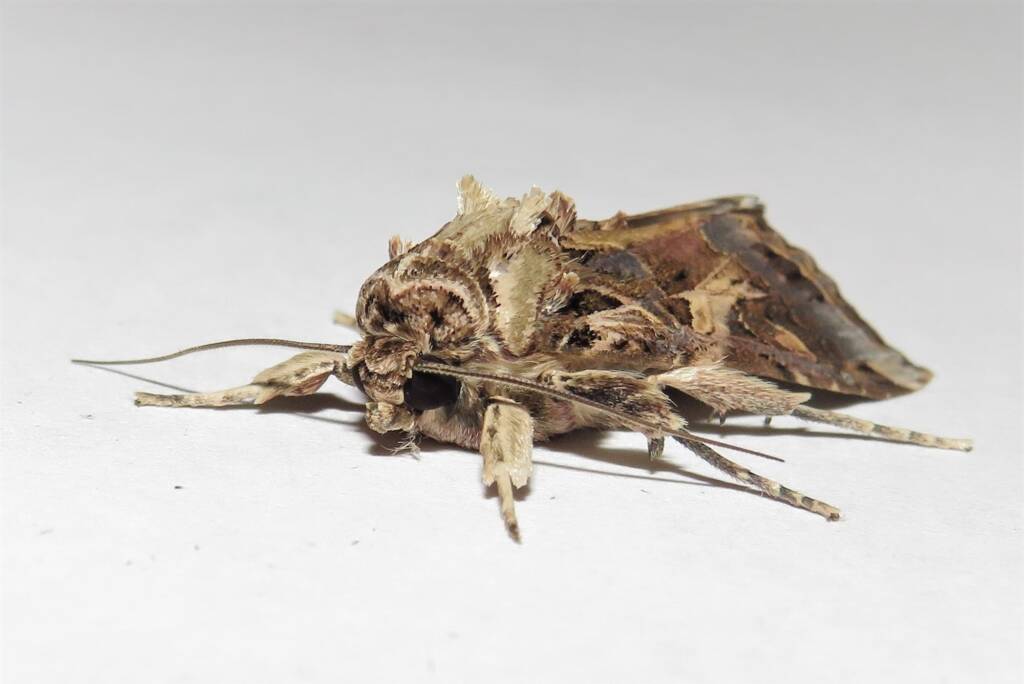 Oriental Leafworm Moth (Spodoptera litura), Wallaga Lake NSW © Deb Taylor