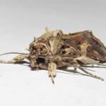 Oriental Leafworm Moth (Spodoptera litura), Wallaga Lake NSW © Deb Taylor