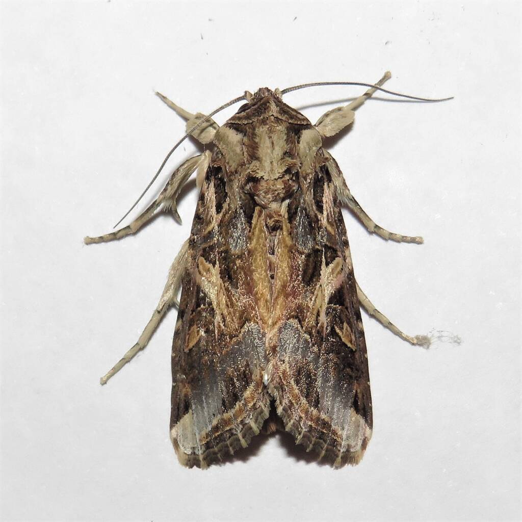 Oriental Leafworm Moth (Spodoptera litura), Wallaga Lake NSW © Deb Taylor