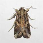 Oriental Leafworm Moth (Spodoptera litura), Wallaga Lake NSW © Deb Taylor