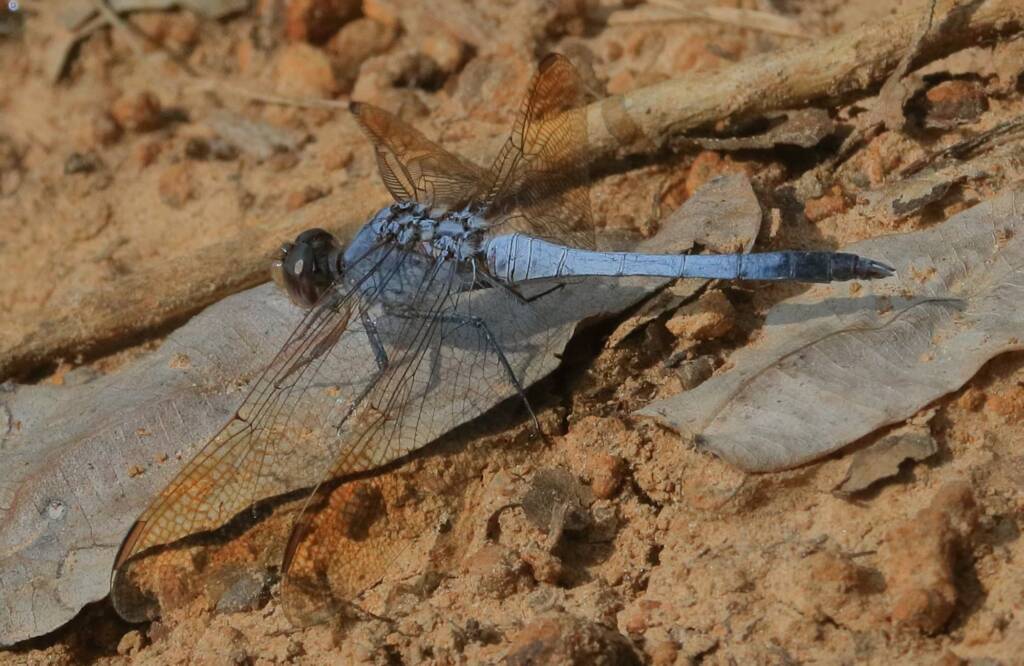 Orthetrum caledonicum, Richmond Valley between Grafton and Lismore NSW © Jeff Melvaine