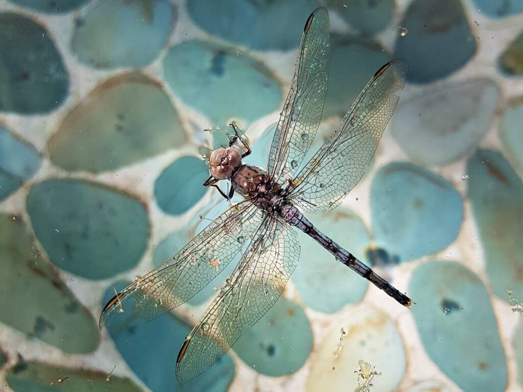 Orthetrum caledonicum (deceased male Blue Skimmer), Alice Springs NT