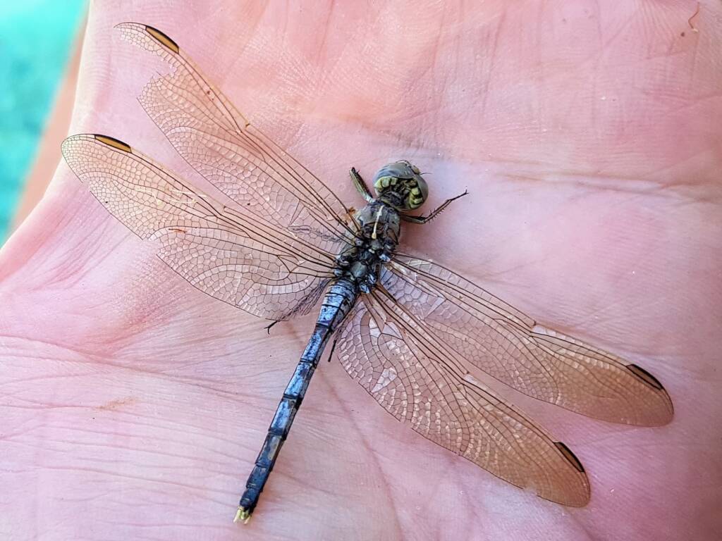 Orthetrum caledonicum (deceased male Blue Skimmer), Alice Springs NT