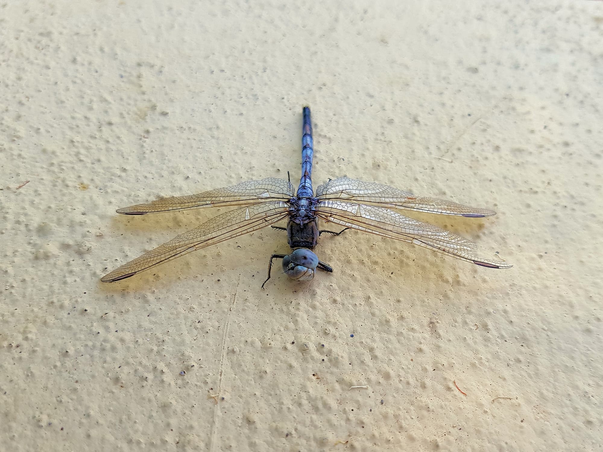Orthetrum caledonicum (deceased male Blue Skimmer), Alice Springs NT