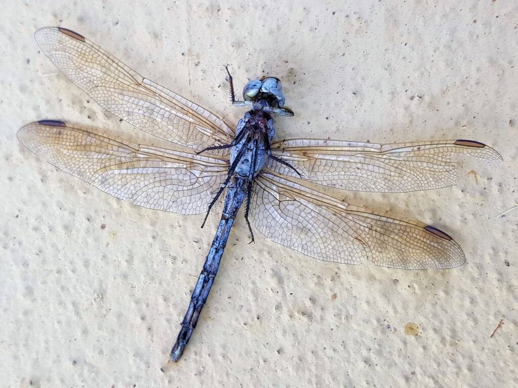 Orthetrum caledonicum (deceased male Blue Skimmer), Alice Springs NT