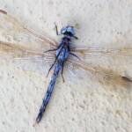 Orthetrum caledonicum (deceased male Blue Skimmer), Alice Springs NT