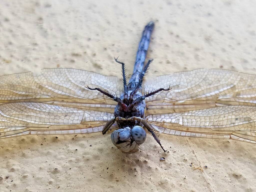 Orthetrum caledonicum (deceased male Blue Skimmer), Alice Springs NT