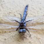 Orthetrum caledonicum (deceased male Blue Skimmer), Alice Springs NT