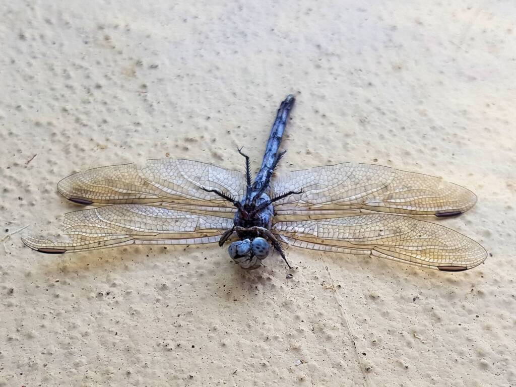 Orthetrum caledonicum (deceased male Blue Skimmer), Alice Springs NT