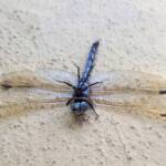 Orthetrum caledonicum (deceased male Blue Skimmer), Alice Springs NT