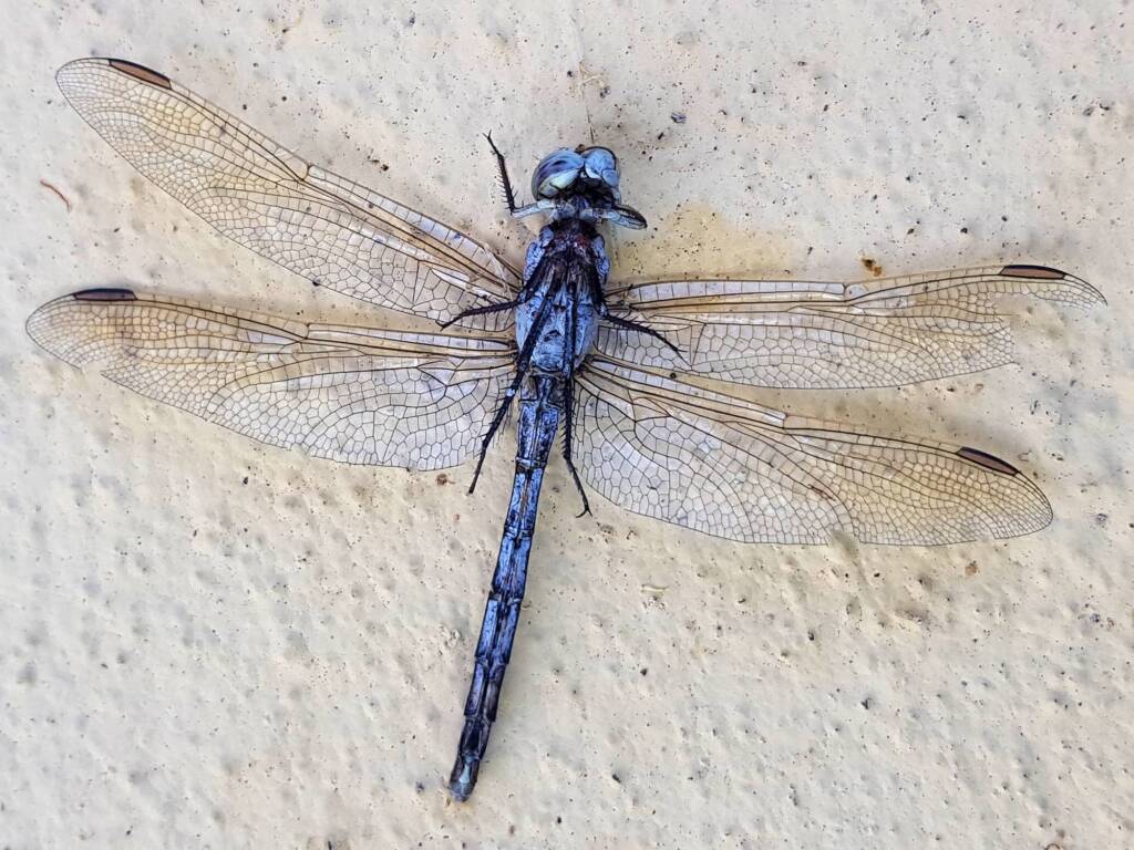 Orthetrum caledonicum (deceased male Blue Skimmer), Alice Springs NT